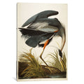 Icanvas Great Blue Heron By John James Audubon Canvas Print