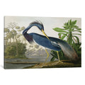 Icanvas Louisiana Heron By John James Audubon
