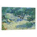 Icanvas Olive Orchard By Vincent Van Gogh