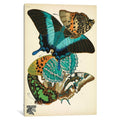 Icanvas Papillons Butterflies Xiii By Eugene Seguy Canvas Print