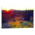 Icanvas Sunset Organ Pipe Nm Usa By Christopher Talbot Frank
