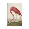 Icanvas American Flamingo From The Birds Of America By John James Audubon Canvas Print