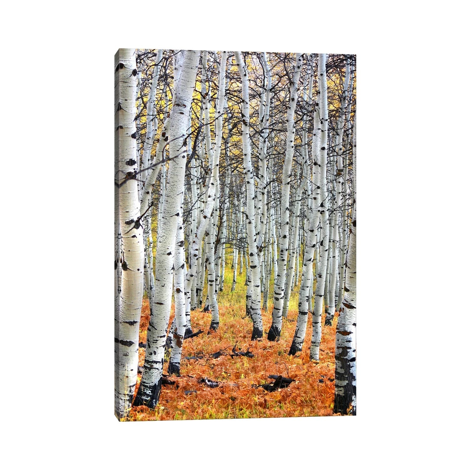Icanvas Autumn In Aspen Canvas Print Wall Art