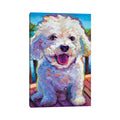 Icanvas Bichon Frise By Robert Phelps