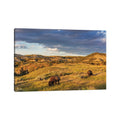 Bison In Roosevelt National Park Nd By Chuck Haney Canvas Print