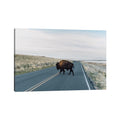 Icanvas Buffalo Bison By Chelsea Victoria Canvas Print