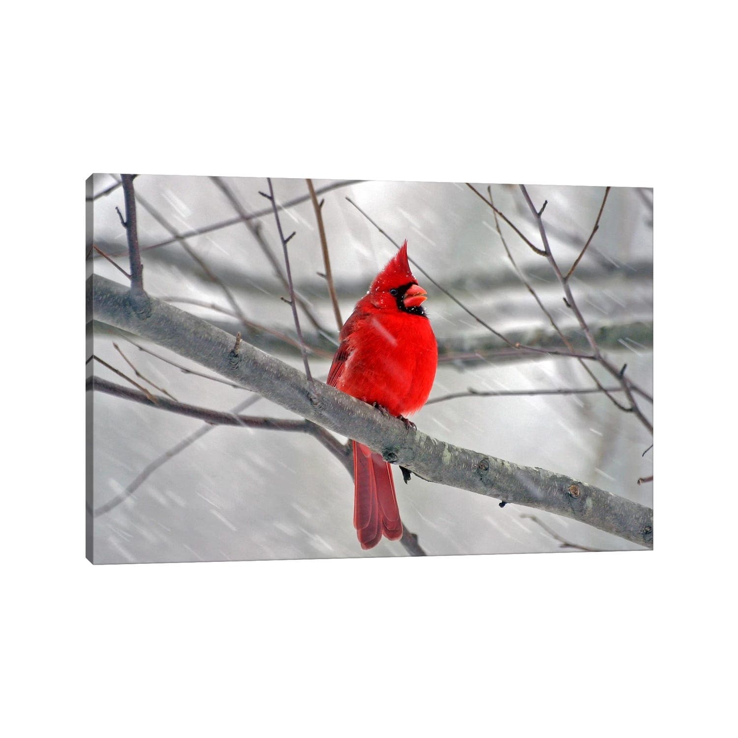 Icanvas Cardinal Bird By Unknown Artist Canvas Print