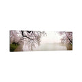 Icanvas Cherry Blossoms At The Lakesidewashington Dc Usa By Panoramic Images Canvas Print
