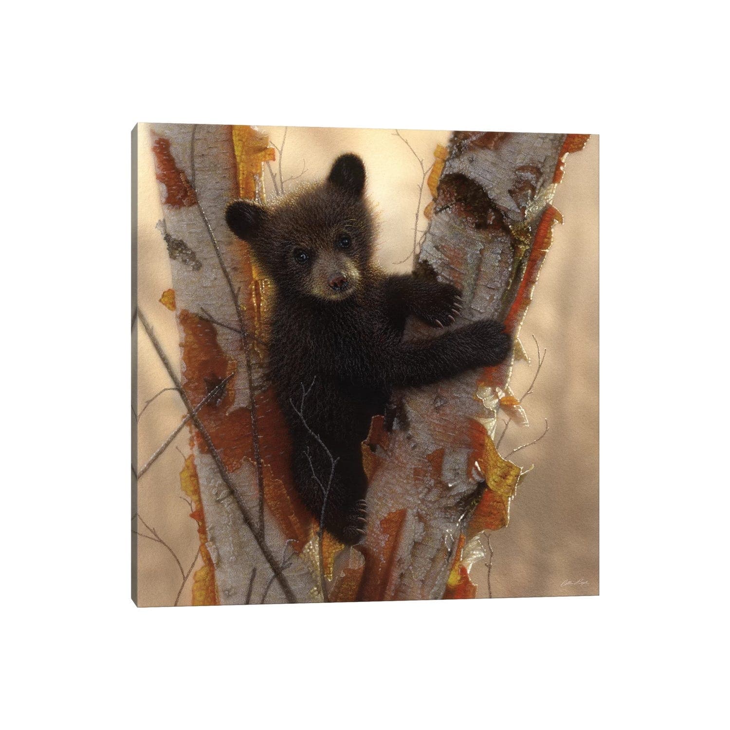 Icanvas Curious Black Bear Cub I Square By Collin Bogle