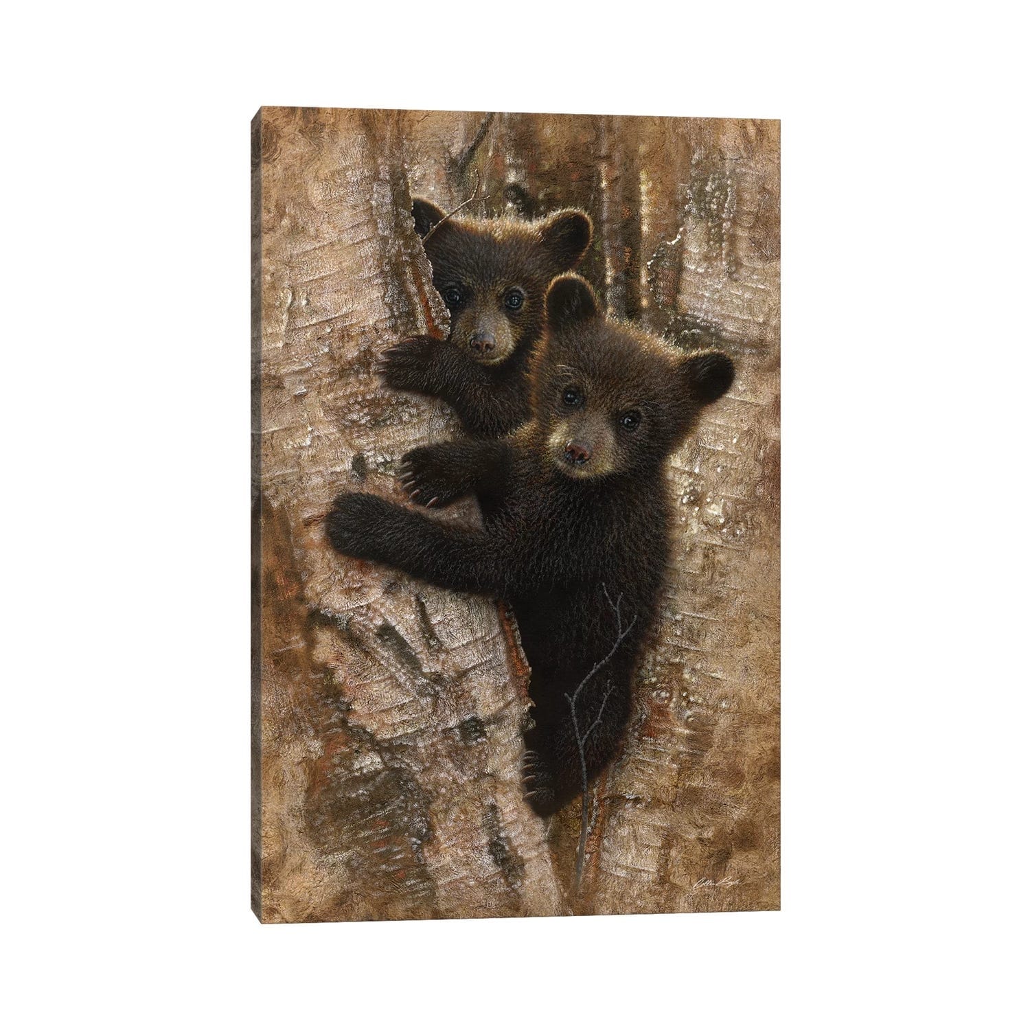 Icanvas Curious Black Bear Cubs Vertical By Collin Bogle