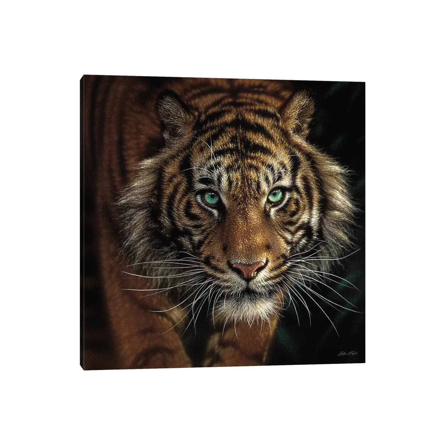 Icanvas Eye Of The Tiger Square By Collin Bogle Canvas Print