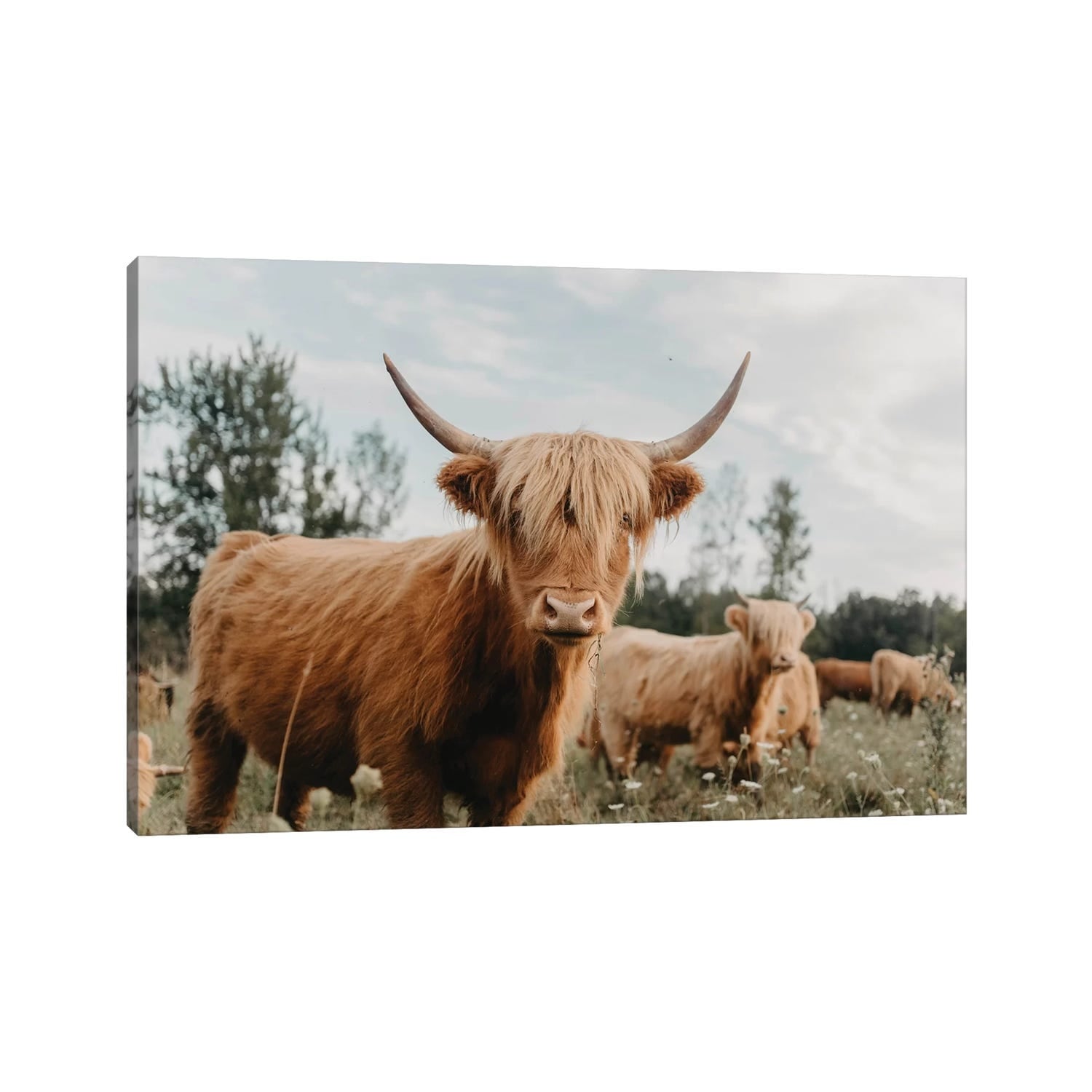 Icanvas Highland Cow By Chelsea Victoria Gallery Wrapped Canvas Print