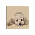 Icanvas Labradoodle By Vicki Newton