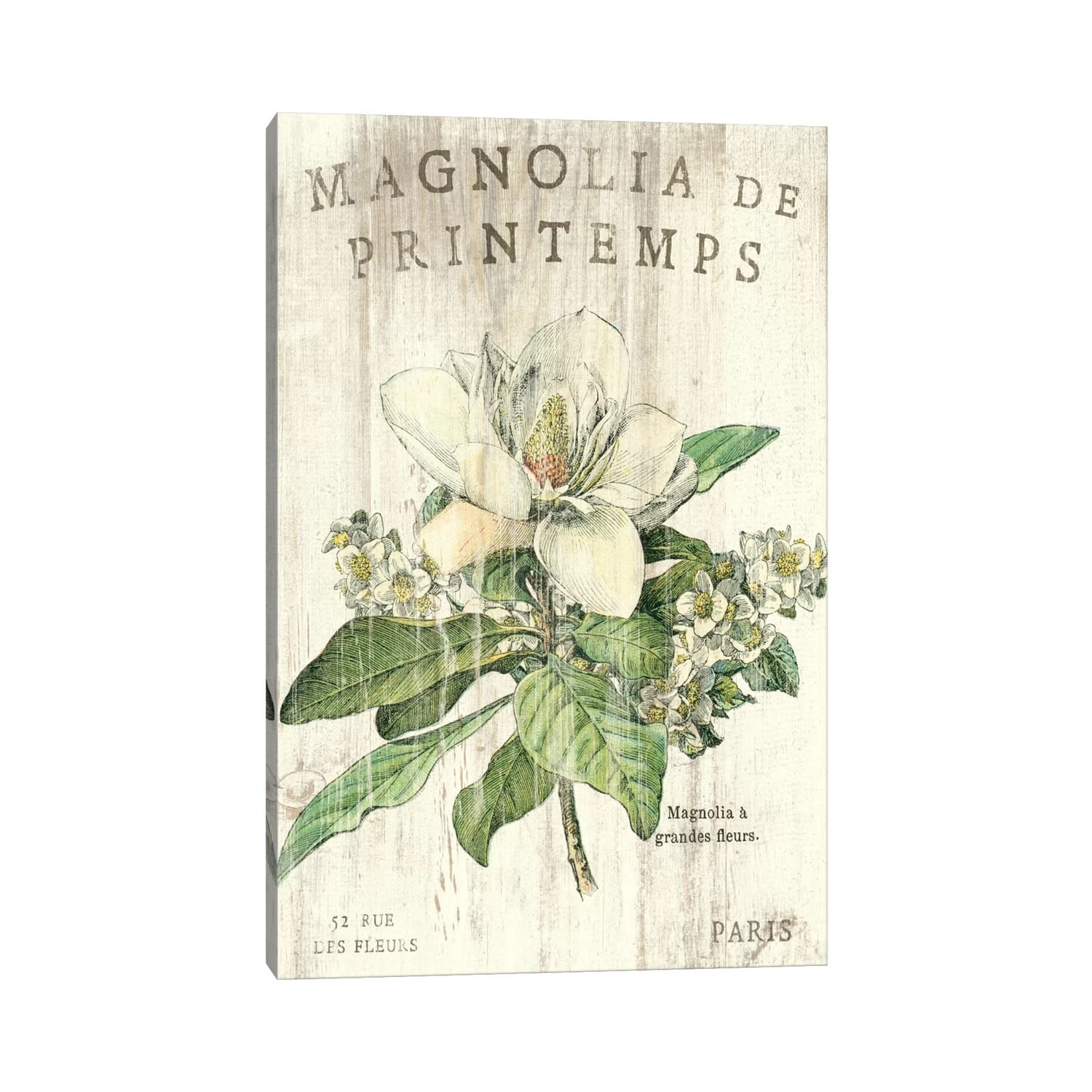 Icanvas Magnolia De Printemps By Sue Schlabach Canvas Print