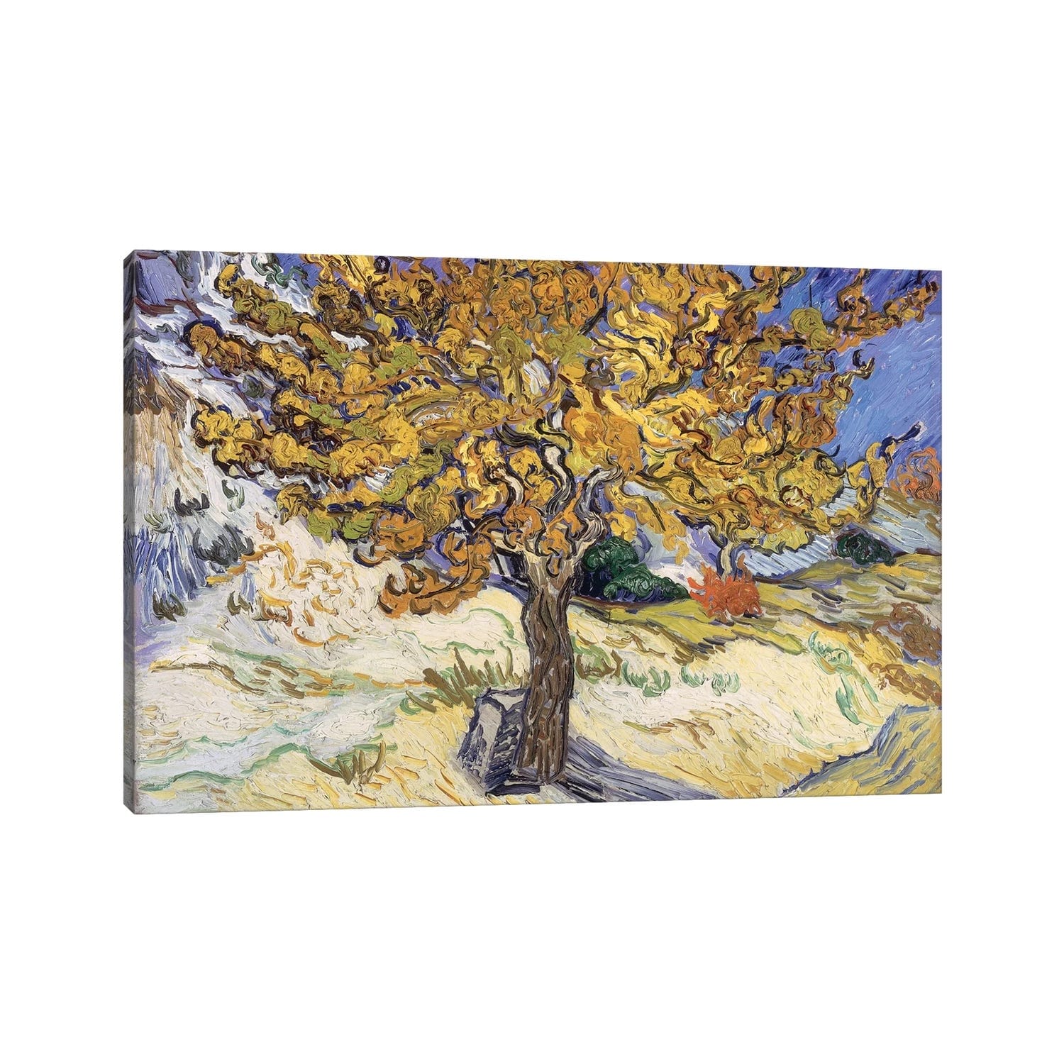 Icanvas Mulberry Tree 1889 By Vincent Van Gogh Canvas Print