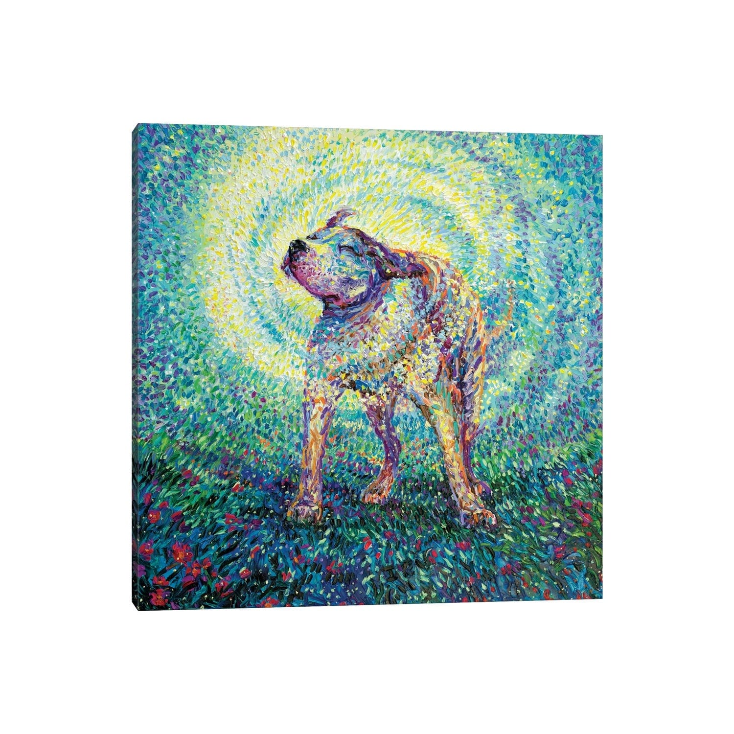 Icanvas Pitbull Shake By Iris Scott Canvas Print