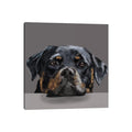 Icanvas Rotweiller By Vicki Newton