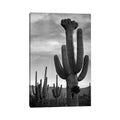 Icanvas Saguaros Saguaro National Monument By Ansel Adams Canvas Print