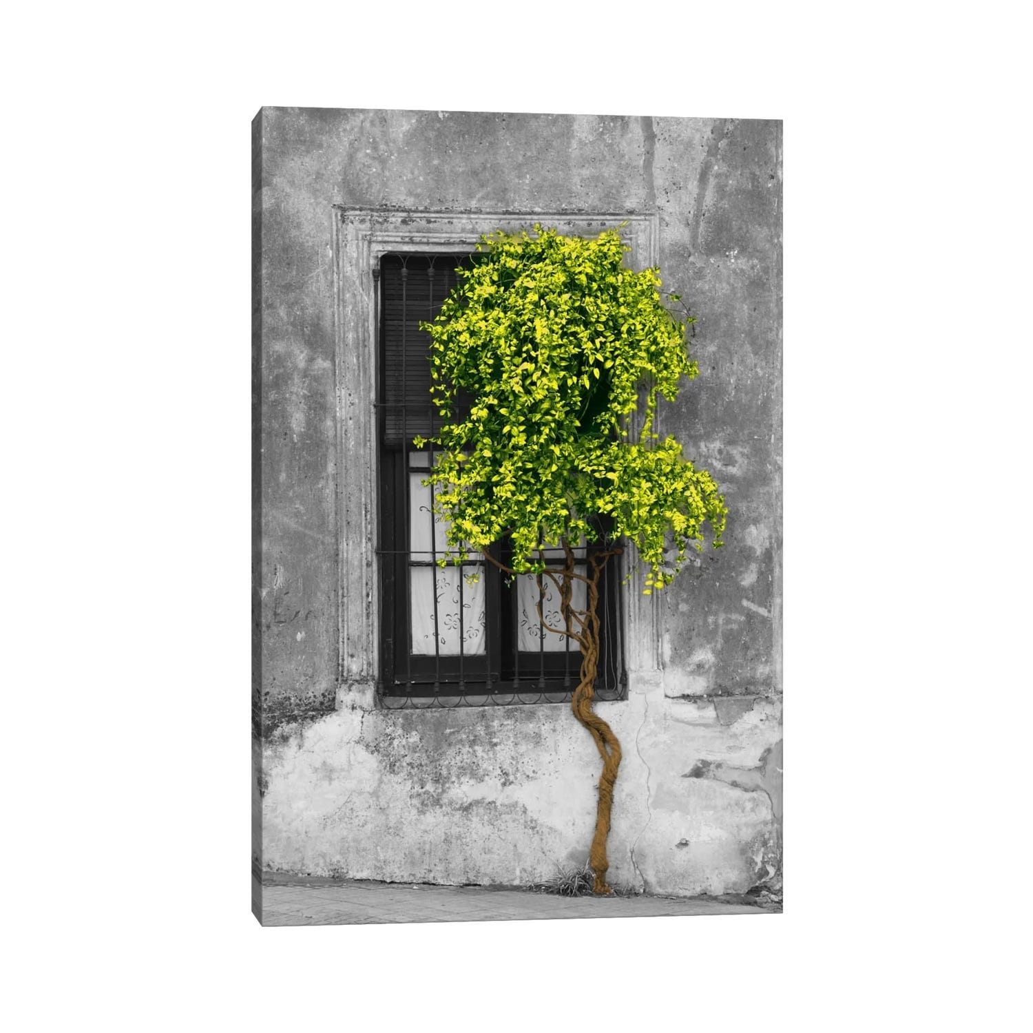 Icanvas Tree In Front Of Window Green Pop Color Pop By Panoramic Images Canvas Print