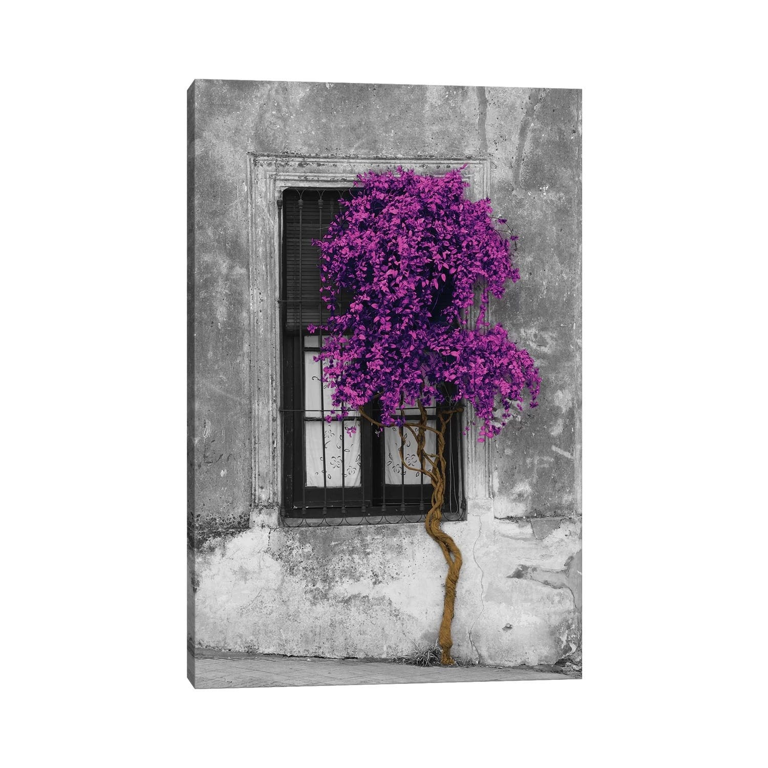 Silver Orchid Tree In Front Of Window Purple Pop Color Pop By Panoramic Images Canvas Print