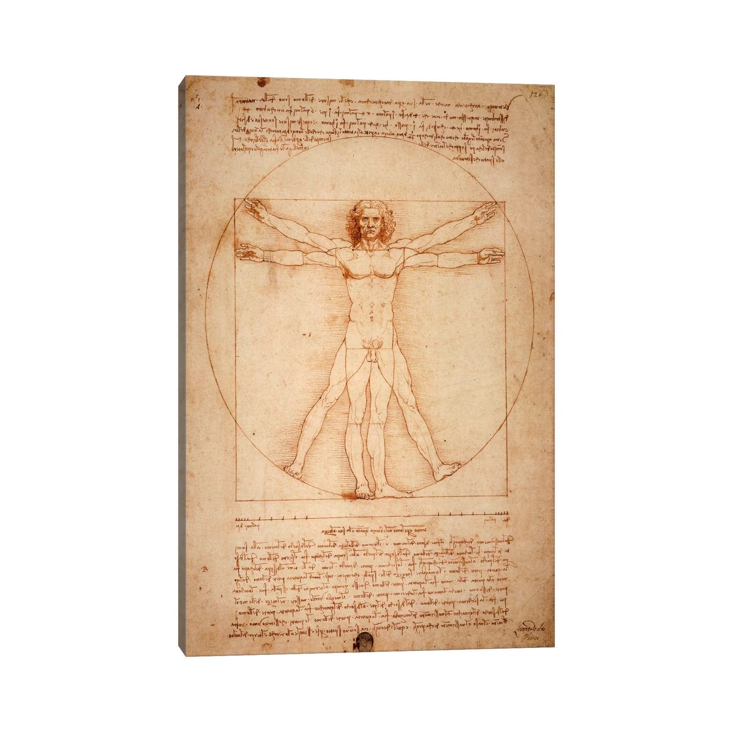 Icanvas Vitruvian Man C. 1490 By Leonardo Da Vinci Canvas Print