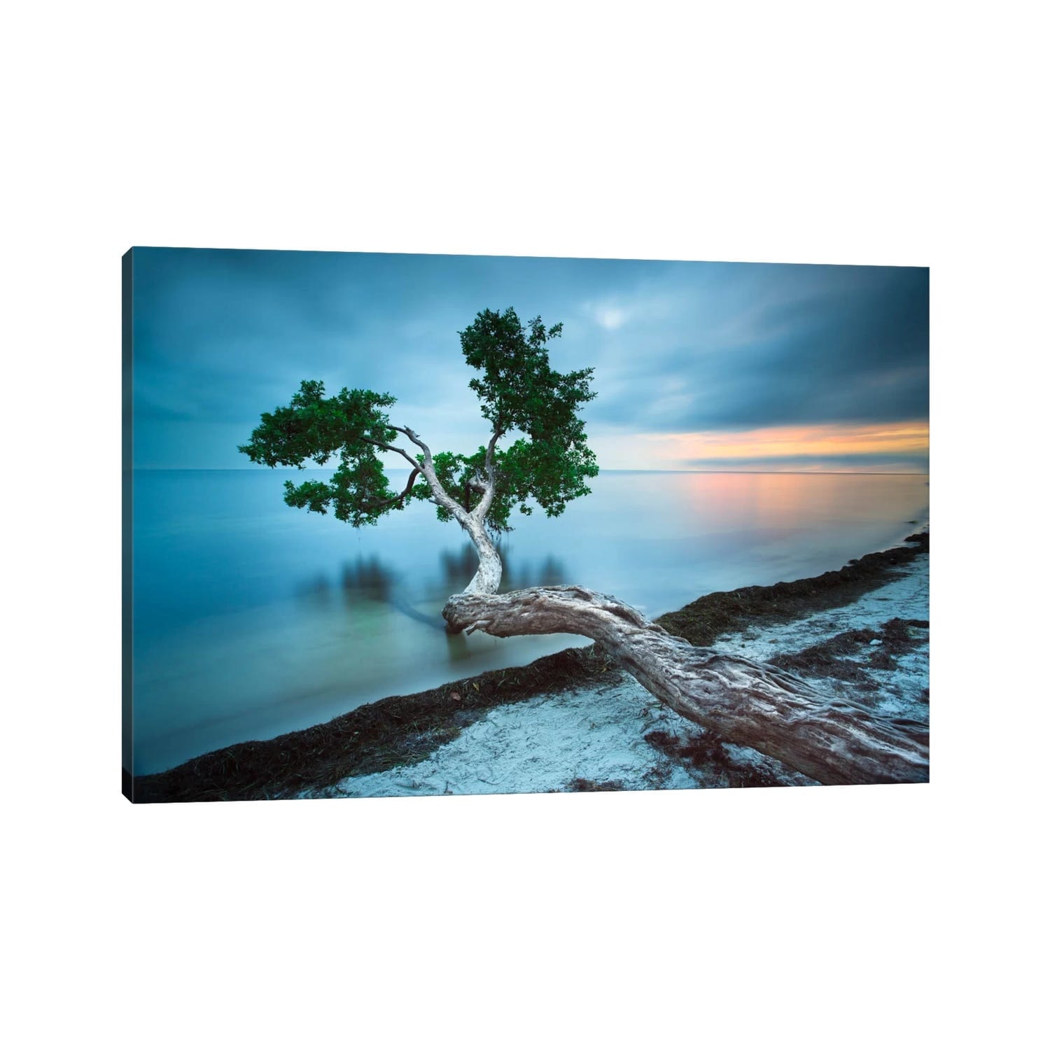 Icanvas Water Tree 10 Color By Moises Levy Canvas Print