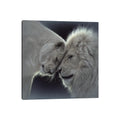 Icanvas White Lion Love Square By Collin Bogle