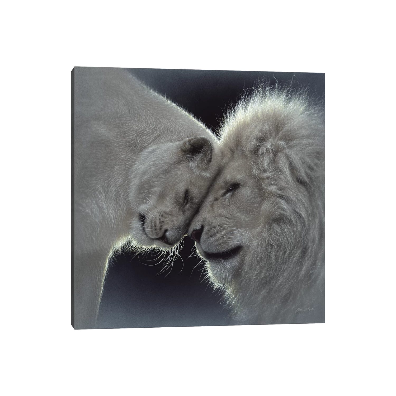 Icanvas White Lion Love Square By Collin Bogle