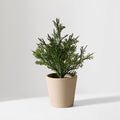 Faux Potted Subtle Glitter Pine Tabletop Tree