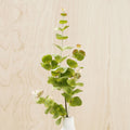 Pure Eucalyptus Branch